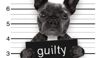 guilty