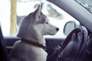 dog dui