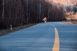 cows road