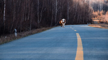 cows road