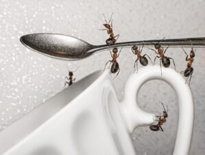 ants ice cream