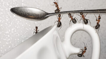 ants ice cream